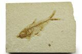 Fossil Fish (Diplomystus) - Wyoming #363909-1